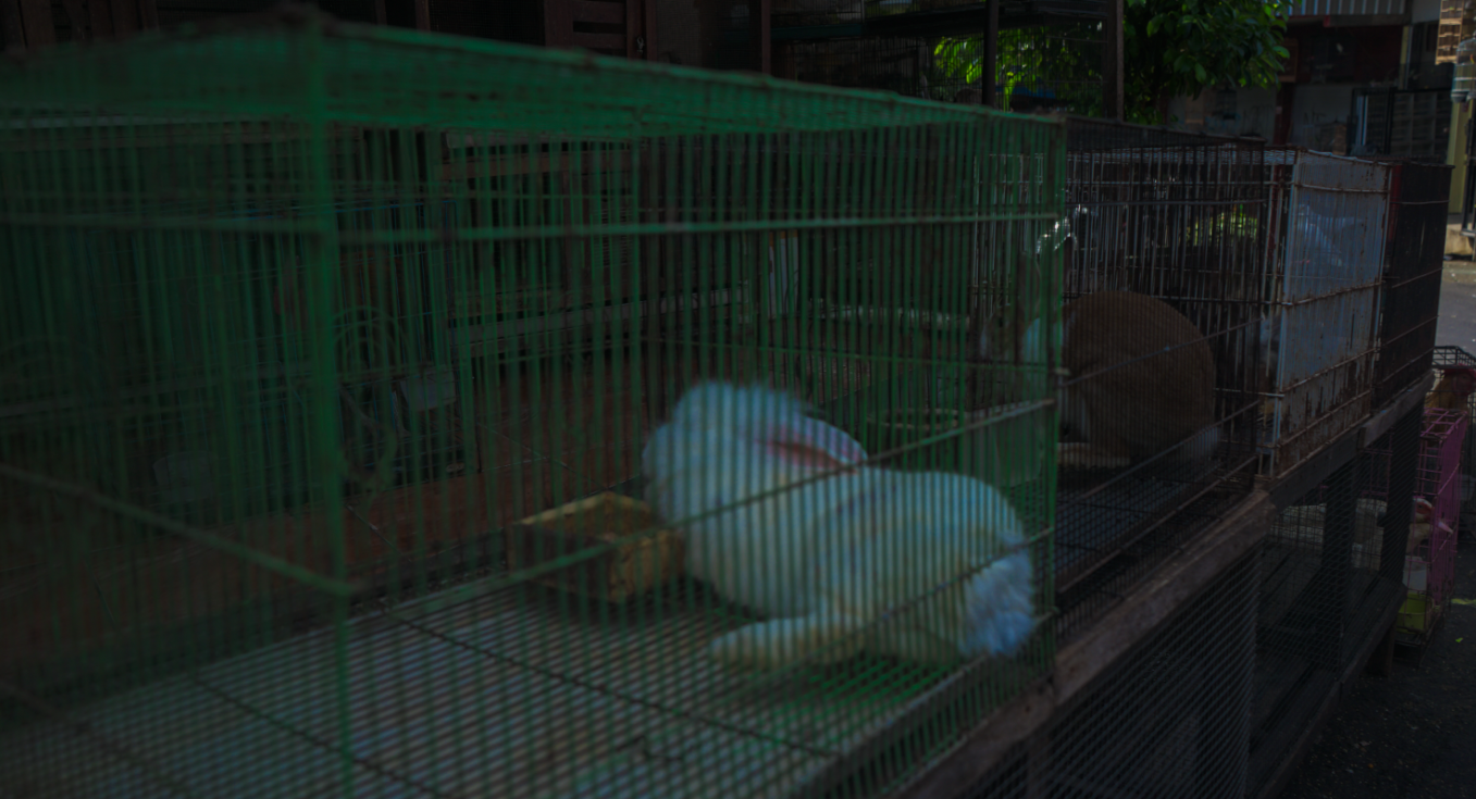PASAR BUNGA